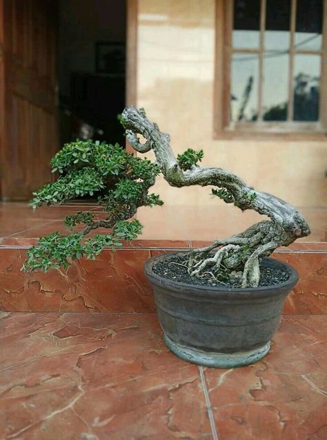 Bonsai Bunjin, Jade Plant Bonsai, Garden Bonsai Tree, Bougainvillea Bonsai, Bonsai Diy, Bonsai Making, Japanese Bonsai Tree, Bonsai Forest, Pre Bonsai