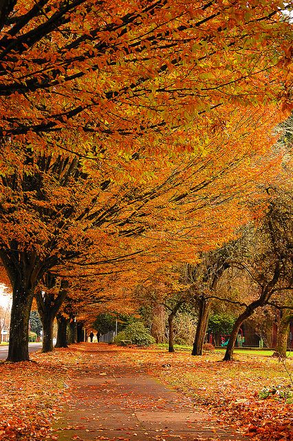 Sidewalk in autumn | Flickr - Fotosharing! Autumn Scenes, Oregon Travel, Autumn Scenery, Autumn Beauty, Fall Pictures, Autumn Cozy, Autumn Trees, Fall Foliage, Portland Oregon