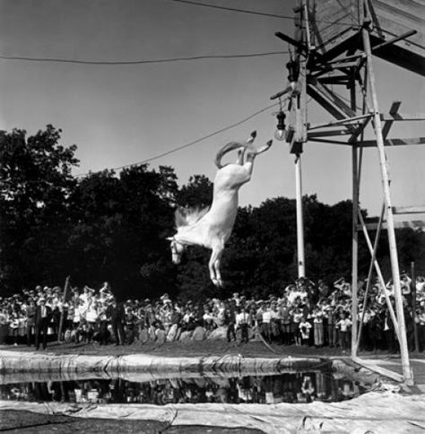 High-diving horse, 1899 Horse Diving, Vintage Circus Photos, Circus Photography, Circus Performers, All The Pretty Horses, Horse Crazy, Horse Jumping, Vintage Circus, Atlantic City