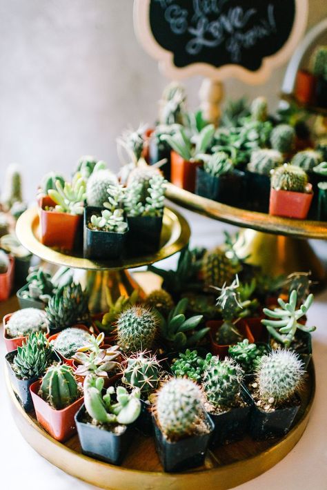 25 Unexpected Cactus Wedding Ideas for Any Season Oaxaca Wedding, Cactus Centerpiece, Succulent Wedding Cakes, Succulent Wedding Centerpieces, Tall Pillar Candles, Pear Cocktails, Wedding Centerpiece Ideas, Unique Table Settings, Cactus Wedding