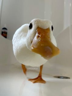 Cute Ducks, A Duck, Animal Photos, Little Animals, Cute Little Animals, Adorable Animals, Ducks, Baby Animals