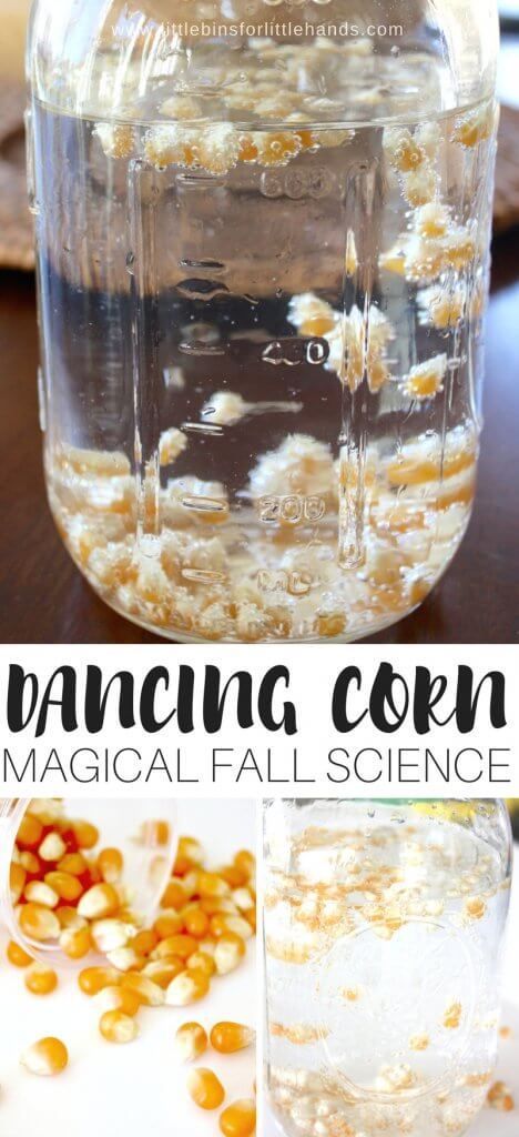 Dancing Corn, Thanksgiving Decorations For Kids, Thanksgiving Science, Fall Science Activities, Corn Thanksgiving, Harvest Activities, Corn Harvest, Chemistry Activities, Thanksgiving Activities Preschool