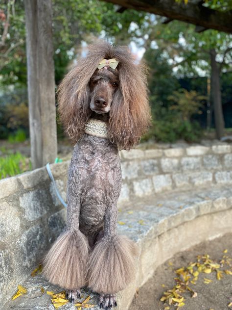 Poodle Ponytail Hairstyle, Goldendoodle Grooming, Poodle Hair, Poodle Haircut, Poodle Cuts, Poodle Grooming, Miniature Poodle, Toy Poodle, Standard Poodle