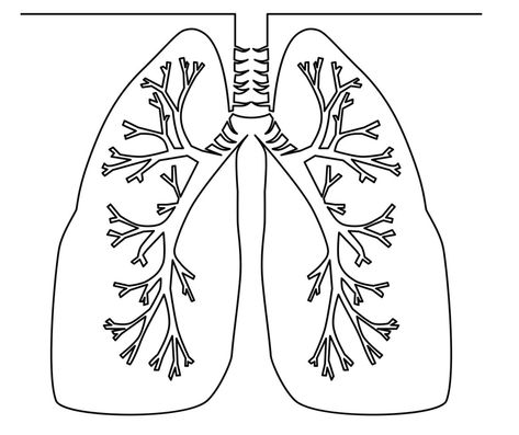 Lungs Drawing, Lungs Art, Sketch Outline, Lung Anatomy, Human Body Activities, Continuous Line Art, Human Lungs, Outline Drawing, Drawing Vector