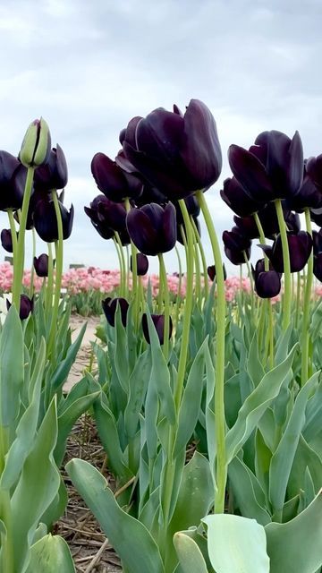 Queen Of The Night Tulip, Night Tulips, Queen Of Night, Queen Of The Night, Plant List, Garden Inspiration, Holland, Tulips, Queen