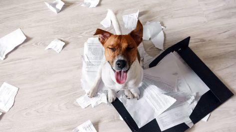 Sometimes buyers just can’t get out of their own way: You won't believe these home buyer behaviors that made real estate agents cringe. Hotdog Dog, Puppy Proofing, Dog Insurance, Pictures Funny, Little Family, Pet Insurance, Bad Dog, Healthy Pets, Dog Eating