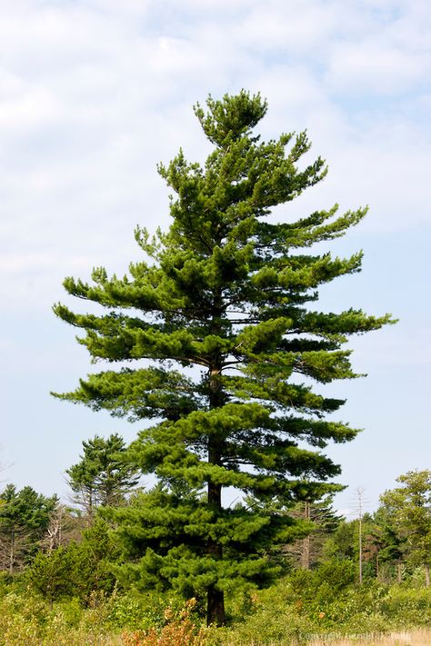 Eastern White Pine (Pinus strobus), Tree Facts, Habitat, Pictures  | Coniferous Forest White Pine Tree Tattoo, Tree Reference, Pinus Strobus, Bonsai Tree Tattoos, Tree Branch Tattoo, Green Christmas Tree Decorations, City Tree, White Pine Tree, Forest Drawing