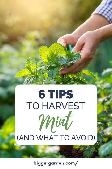 Herb Harvesting Guide, Fresh Mint Uses, Mint Harvesting, Harvesting Mint, Harvest Mint, Mint Plant Care, Mint Plant, Mint Herb, Dragon Fruit Plant