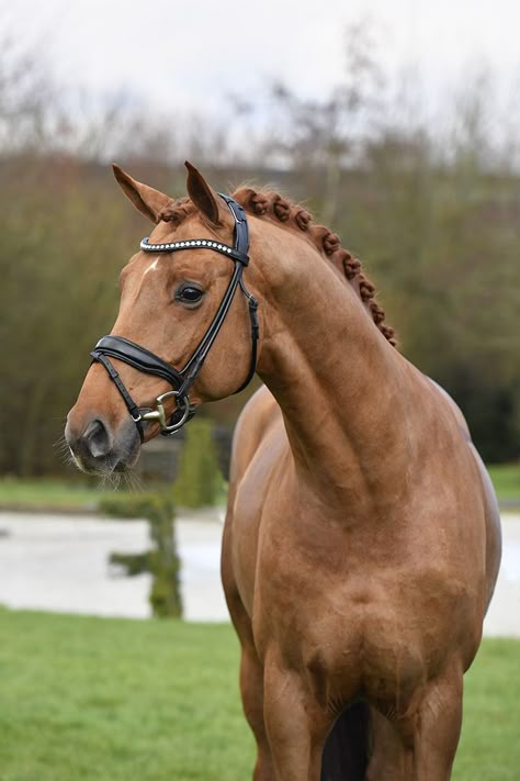 Danish Warmblood, Horse Braiding, Equestrian Dressage, Warmblood Horses, Beautiful Horses Photography, Pony Breeds, Horse Mane, Beautiful Horse Pictures, English Horse