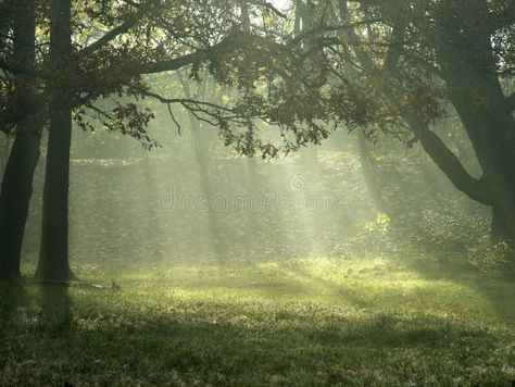 Sunlight Through Trees, Sunlight Forest, Trees Sunlight, Morning Sunlight, Commission Painting, Forest Trees, 3d Texture, Stock Photography Free, Morning Light