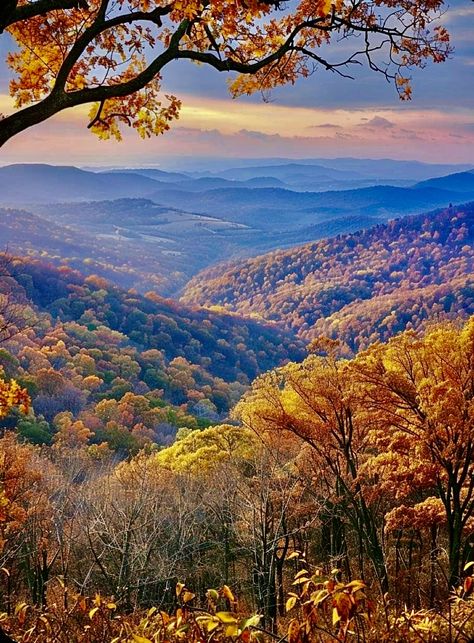 Aesthetic Autumn Leaves, Mountains In The Fall, Skyline Drive Virginia, Fall View, Autumn Mountains, Fall Nature, Skyline Drive, Fall Landscape, Appalachian Mountains