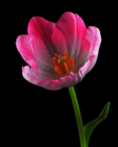 Interesting Plants, Beautiful Tulips, Tulips Flowers, Exotic Flowers, Flower Beauty, Types Of Flowers, Flowers Nature, Beautiful Blooms, Flower Photos