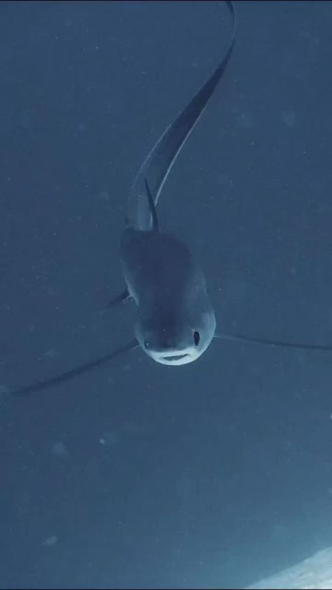 Thresher Shark, Ocean Currents, Shark Facts, Shark Pictures, Huge Eyes, Beautiful Sea Creatures, Water Animals, Cute Shark, Aquatic Animals