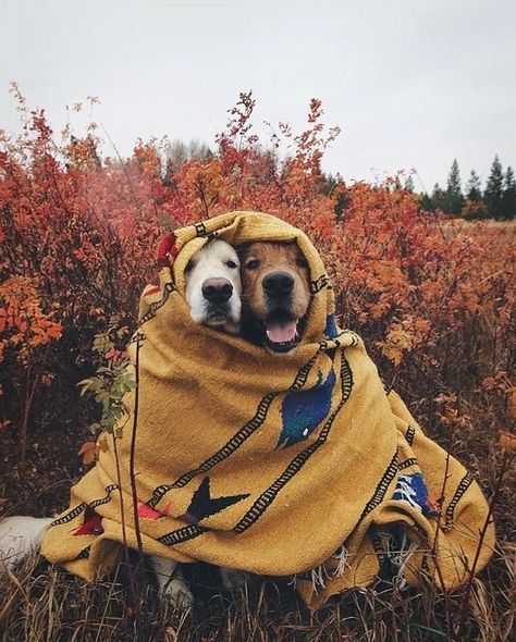 Two Dogs, On The Ground, Trees, Dogs