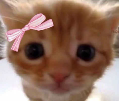 Coquette Pfp, Funny Looking Cats, Cats Pictures, Cat Profile, Cats Photos, Cute Cat Face, Silly Cats Pictures, Cute Cat Wallpaper, Cute Cats Photos