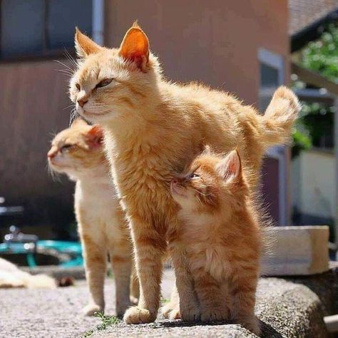 Discovered by Pearl Aranda. Find images and videos about cute, cat and animal on We Heart It - the app to get lost in what you love. Orange Kittens, Orange Tabby Cats, Orange Cats, Mama Cat, Cat Family, Cute Kittens, Pretty Cats, Beautiful Cats, 귀여운 동물