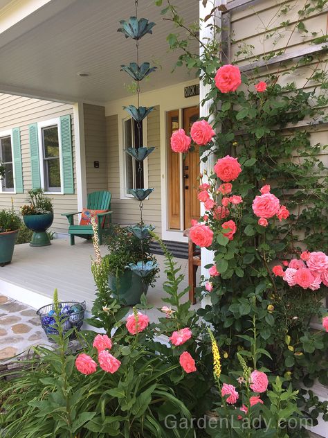 Roses On Side Of House, Climbing Roses On House Brick Walls, Climbing Roses On House, America Climbing Rose, Climbing Rose Doorway, Iceberg Climbing Rose, Climbing Roses Trellis, Old Fashioned Roses In Garden, Rose Plant Care