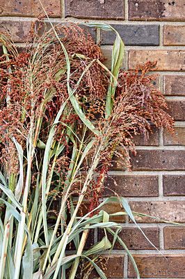 Broom Corn! Add dimesion to your corn stalk decoration -In the Pines Growing Broom Corn, Corn Stalks Decorations, Corn Ideas, Handmade Broom, Broom Corn, Corn Stalks, Filler Flowers, Corn Seed, Decorating For Fall