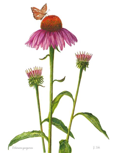 painting botanical flowers | Art Watercolor and Oil Paintings: Purple Cone Flowers Botanical ... Cone Drawing, Purple Cone Flower, Botanical Flowers Print, Cone Flowers, Botanical Floral Prints, Plant Clips, Botanical Flower Art, Drawing Flowers, Echinacea Purpurea