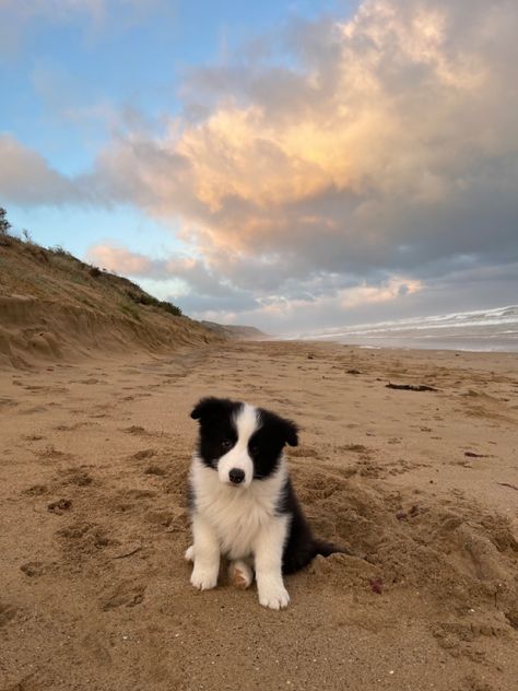 Aesthetic Border Collie, Border Collie Aesthetic, Australian Border Collie, Black Border Collie, Mini Collie, Border Collie Puppy, White Border Collie, Border Collie Puppies, Border Collies