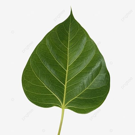 Mother Earth Drawing, Transparent Leaves, Leaf Pictures, Leaf Aesthetic, Banyan Leaf, Aesthetic Leaves, Illustrated Family Portrait, Leaves Texture, Drawings With Meaning