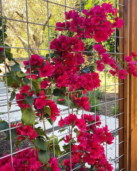 Bougainvillea On Fence, Bougainvillea Fence, Terrace Garden Design, Succulent Garden Design, Farm Fence, Front Patio, Wire Fence, Metal Fence, Building Projects