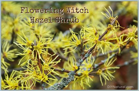 How to Make Witch Hazel and How to Use the Tonic Home Remedies For Spiders, Witch Hazel Uses, Get Rid Of Spiders, Varicose Vein Remedy, Low Maintenance Shrubs, Top 10 Home Remedies, Moisturizing Body Wash, Witch Hazel, Lifestyle Changes