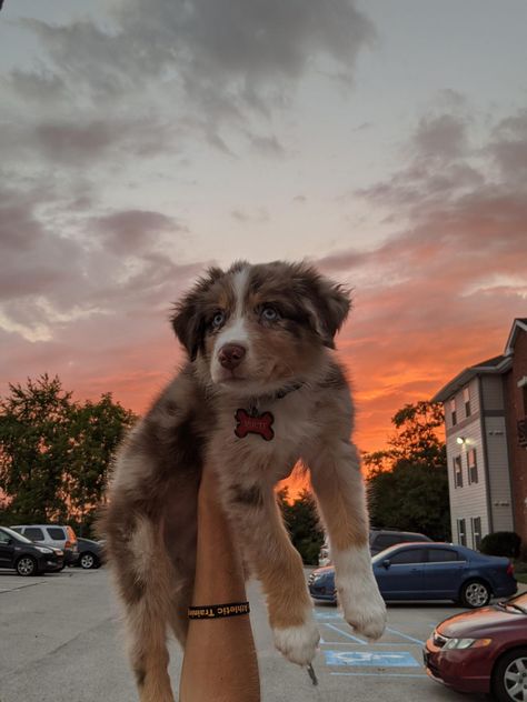 Aesthetic Australian Shepherd, Australian Shepherd Aesthetic, Aussie Puppy, Most Expensive Dog, Expensive Dogs, Australian Shepherd Puppy, Cute Dogs Images, Aussie Puppies, Aussie Dogs