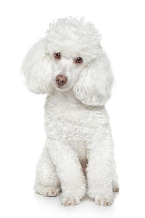 Cachorros de pequeno porte cabem em todos os espaços. Conheça os 10 cachorros de pequeno porte mais queridos no Brasil. White Toy Poodle, Miniature Poodle Puppy, Poodle Haircut, Poodle Toy, Poodle Cuts, Poodle Puppies For Sale, Poodle Grooming, French Poodles, Hypoallergenic Dogs