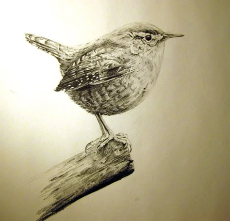 Jenny Wren by MrEkul.deviantart.com on @deviantART Tattoo Ideas Lily, Wren Drawing, Wren Tattoo, Squirrel Tattoo, Jenny Wren, Wren Bird, Carolina Wren, Drawing Birds, Tole Painting Patterns