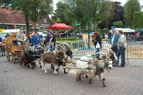 Six Goat Hitch - awesome cart goats Goat Cart, Shiba Inu Puppies, Keeping Goats, Goat Care, Goat Barn, Horse Drawn Wagon, Medicine Man, Playground Ideas, Raising Goats