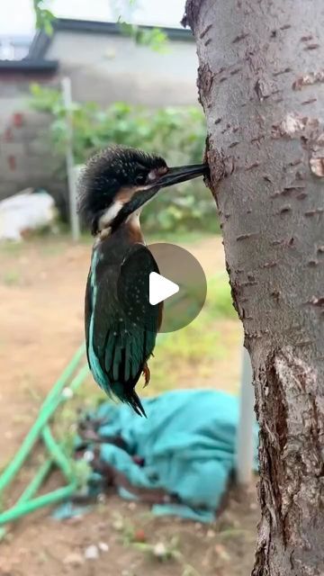 habitat on Instagram: "Freeing a trapped kingfisher 🐦  #fascinating #kingfisher #animallovers #interestingvideos #visuallysatisfying #birdsofinstagram #reels" Funny Bird Pictures, Canine Drawing, Amazing Animal Pictures, Animals Amazing, Funny Birds, Animal Photos, Cute Wild Animals, Tasty Food, Cute Birds