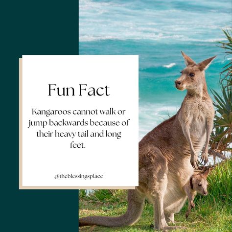 Fun Facts about the Zoo. #funfacts #kangaroo #zoo Human Zoo History, We Bought A Zoo Quotes, A Visit To The Zoo Essay, Kangaroo Facts, Columbus Zoo And Aquarium, Kangaroo, Fun Facts, Instagram