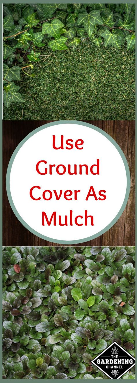 Mulch as ground cover Living Mulch, Composting Ideas, Helping Nature, Urban Gardening Ideas, Mulch Landscaping, Pergola Pictures, Making Plant Pots, Plants Outdoor, Garden Shrubs