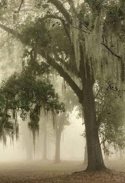 New orleans� History | Spanish moss trees in New Orleans. | Facebook Spanish Moss Trees, New Orleans History, Antebellum South, Water Aesthetic, Under The Shadow, Southern Gothic, Spanish Moss, Gothic Aesthetic, Urban Life