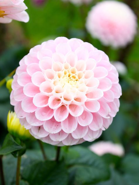 Pom Pom Dahlia Pom Pom Dahlia, Dalia Flower, Pink Dahlia Flower, Pink Pom Pom, Pink Dahlia, Growing Gardens, Rose Gold Flower, Nothing But Flowers, Fingers Crossed