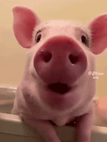 Pig Pig Funny GIF – Pig Pig funny Pig chewing – discover and share GIFs Toddler Bathrobe, Pig Gif, Baby Coming Home Outfit, Funny Pigs, Mens Backpack Travel, Animation Reference, Baby Colors, Best Funny Pictures, Meme Pictures