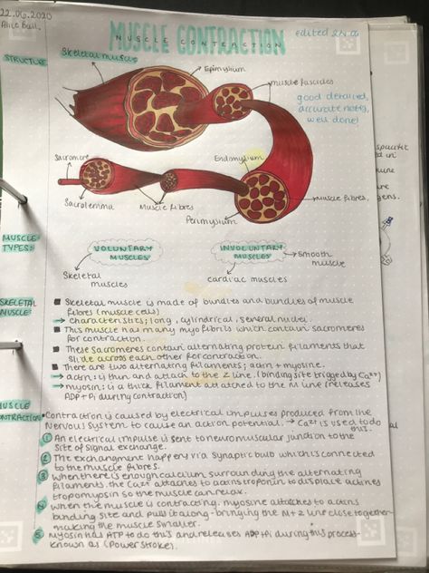 Muscle Contraction Notes, Muscular System Anatomy Notes, Muscle Notes, Muscular System Notes, Study Types, Revision Board, Doctor Notes, Gcse Notes, The Muscular System