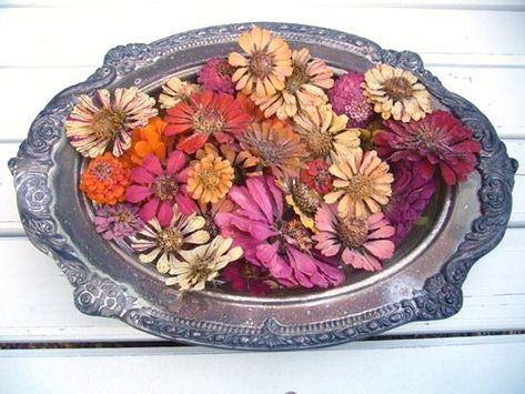 Drying Zinnias, Dried Wreath, Pressed Flower Crafts, Zinnia Flowers, Dried And Pressed Flowers, Flower Frog, Excuse Me, Seed Starting, How To Preserve Flowers