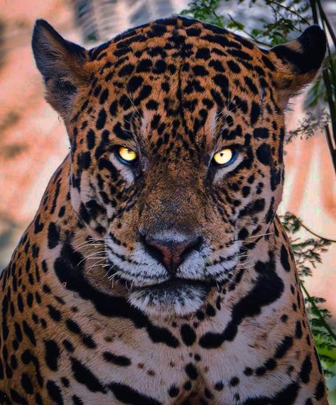 𝙏𝙝𝙚 𝘽𝙞𝙜 𝘾𝙝𝙞𝙚𝙛 𝙅𝙖𝙜𝙪𝙖𝙧 Big Cats Aesthetic, Jaguar Reference, Jaguar Stalking, Angry Jaguar, Jaguar Face, Jaguar Wallpaper, Leopard Eyes, Panther Pictures, Tiger World