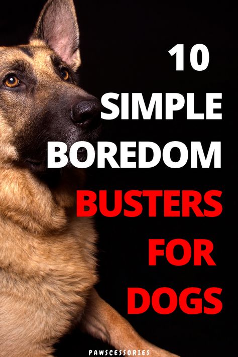 What are the best boredom busters for your dog to stay entertained while you are busy? This post reveals 10 of the best dog toys to keep your pup entertained for hours along with 6 of the best interactive dog toys. Dog Busy Toys, Dog Boredom Buster, Dog Toys For Boredom, Dog Boredom, Dog Entertainment, Bored Dog, Dog Toys Indestructable, Dog Quotes Love, Dog Jokes