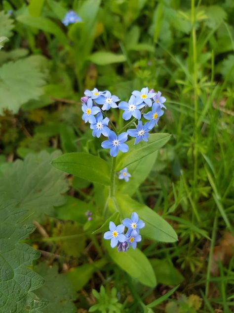 #forget-me-not #heart #flower #blueflower Flower Heart Aesthetic, Forget Me Not Plant, Forget Me Not And Sunflower, Forget Me Not Aesthetic, Love Me Not Flower, Blue Core Aesthetic, Forget Me Not Flowers Wallpaper, Forget Me Not Flowers Aesthetic, Forget Me Not Wallpaper