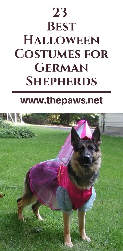 23 Best Halloween Costumes for German Shepherds. #halloweencostumes #germanshepherds #dogcostumes #dog #pet #thepaws Costumes For German Shepherds, Dog Halloween Costumes German Shepherd, German Shepard Costumes, Large Dog Costume Ideas, German Shepard Halloween Costumes, Diy Costume For Dog, Dog Costume Ideas Diy, Diy Dog Halloween Costumes For Big Dogs, Big Dog Costumes Halloween