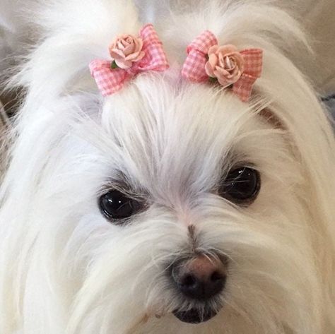 Petite Dog BowsSmall Dog Hair Bows Coral Pigtail Bows For | Etsy Bows For Dogs, Maltese Yorkie, How To Make Butterfly, Pigtail Bows, Tiny Dog, Dog Hair Bows, Dog Grooming Business, Dog Top, Bows Hair