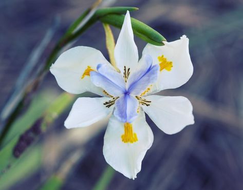 Producing stunningly white blooms accented with shades of yellow and blue, African iris (Dietes vegeta) is a clumping perennial grown in U.S. Department of Agriculture plant hardiness zones 8 through 11. Its 3-inch, beautiful blooms sit atop flower spikes that reach 2 to 5 feet tall. African iris is a versatile plant ... African Iris, South African Flowers, Front Yard Flowers, Growing Irises, Gladiolus Bulbs, Lily Seeds, Hardiness Zones, African Flowers, Garden Bulbs