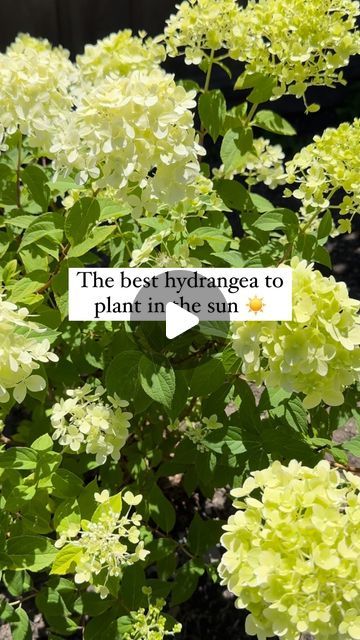 Laura Lombardi | Weekend Gardener on Instagram: "Can you guess which type of hydrangea is best for your full sun space? 👀 ☀️

I know hydrangeas have a reputation for being “shade plants” but there’s actually a variety for almost any type of sun you get on your property. ⛅️☀️

One mistake I see beginner gardeners making all the time is assuming that all hydrangeas can be treated equally. 🌸

Not the case! ⚠️

Some varieties actually need more sun to bloom, while others prefer shade. ☀️

Here’s your cheatsheet to picking the right hydrangea for the amount of sun on your property (you’re going to want to SAVE this!) ⬇️

Best for full sun areas: 
🌸 Panicle hydrangeas! (the most sun tolerant type). Common varieties include limelights, fire light, pinky winky, bobo and quick fire.

This is one Sun Space, Types Of Hydrangeas, Endless Summer Hydrangea, One Mistake, Panicle Hydrangea, What Questions, Laura Lombardi, Ruby Slippers, Shade Plants