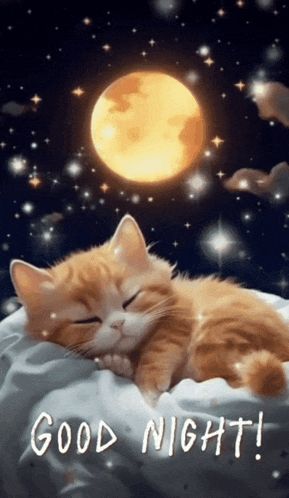 Gif Good Night, Good Night Images, Night Images, New 2023, Cute Cat Gif, Cat Gif, Good Night, Cute Cat, Gif