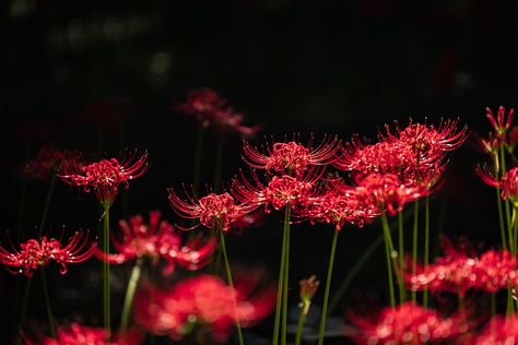 Lycoris radiata (Red spider lily) | 🚩 Murakami Green Space … | Flickr Spider Lily Wallpaper Desktop, Spider Lily Field, Erica Aesthetic, Notion Images, Lycoris Radiata, Computer Images, Spider Lilies, Keyboard Wallpaper, Mac Backgrounds