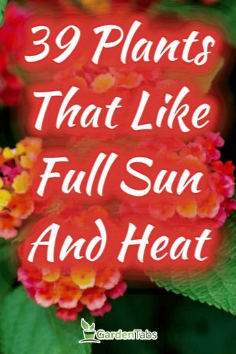 39 Plants That Like Full Sun And Heat Full Sun Flowers, Full Sun Plants, Plants Outdoor, Banana Plants, Sun Flowers, Crape Myrtle, Sun Plants, Hardy Plants, Black Eyed Susan