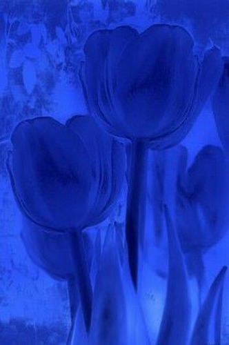 Colors Aesthetic, Behind Blue Eyes, Blue Bayou, Everything Is Blue, Kind Of Blue, Blue Tulips, Blue Poster, Blue Dream, Aesthetic Colors